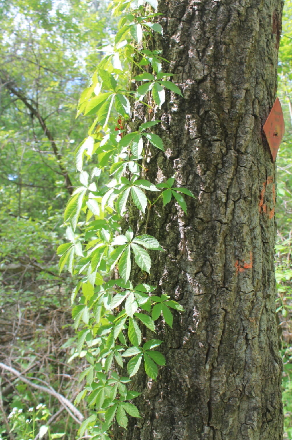 Photo: Woodbine Photo: Woodbine