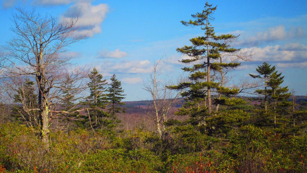 Photo: Afternoon at Dolly Sods Photo: Afternoon at Dolly Sods
