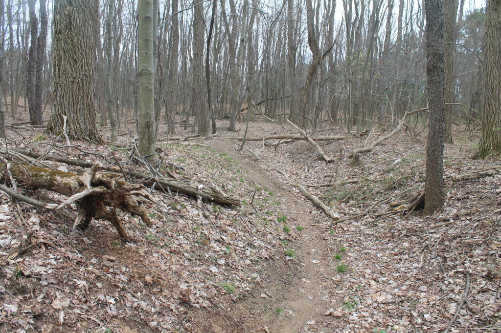 Photo: Along the Old Roadbed Photo: Along the Old Roadbed