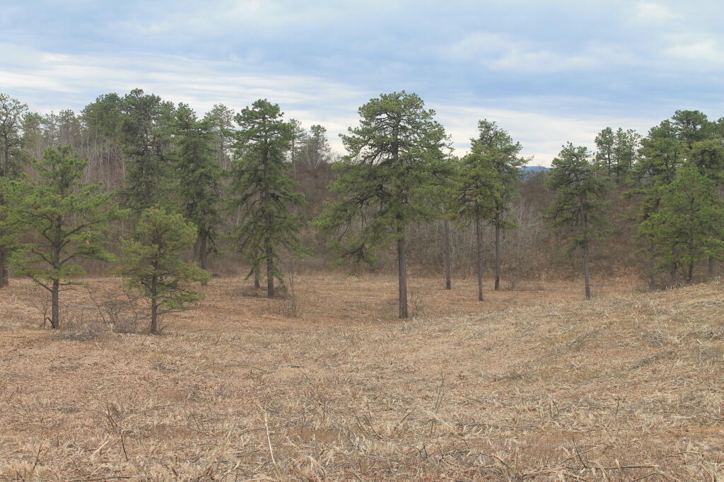 Photo: From Overlook Dune Photo: From Overlook Dune