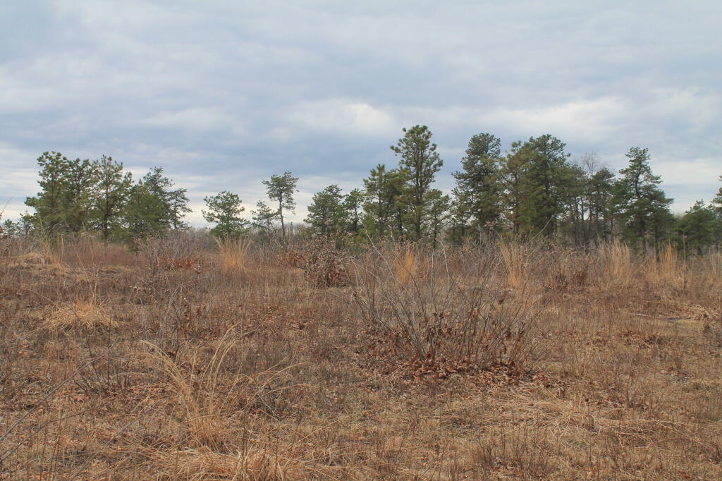 Photo: Lupine Field Photo: Lupine Field