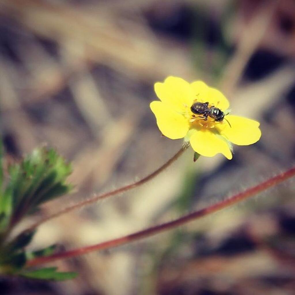 Photo: Golden Aster Photo: Golden Aster