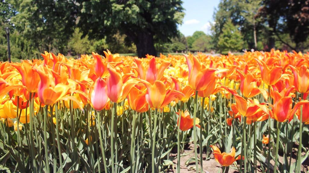 Photo: Tulips Photo: Tulips