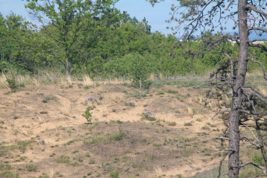Photo: Telephoto view of Lupine on Nearby Hill Photo: Telephoto view of Lupine on Nearby Hill