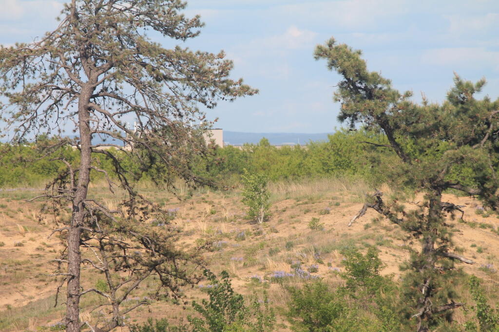 Photo: But a Lot of Bare Hill Photo: But a Lot of Bare Hill