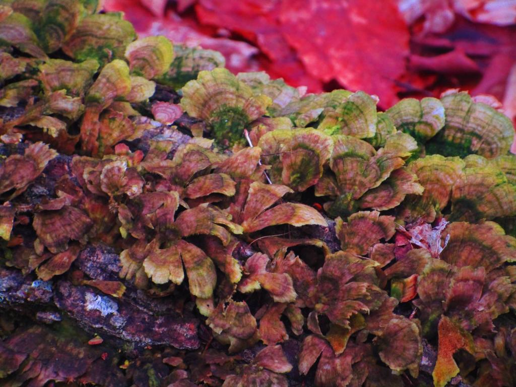 Photo: Turkey Tail Photo: Turkey Tail