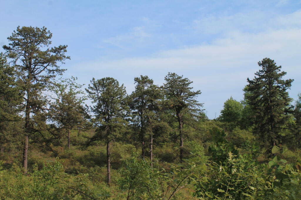 Photo: IMG 0037