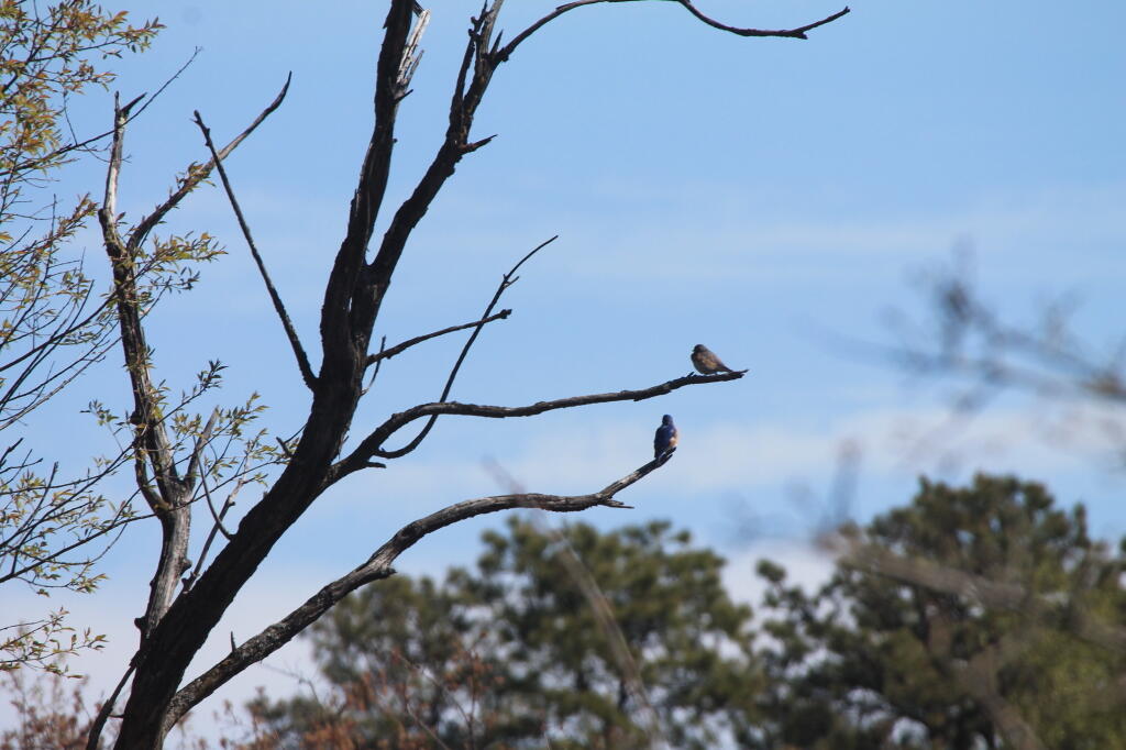 Photo: Bluebird Photo: Bluebird