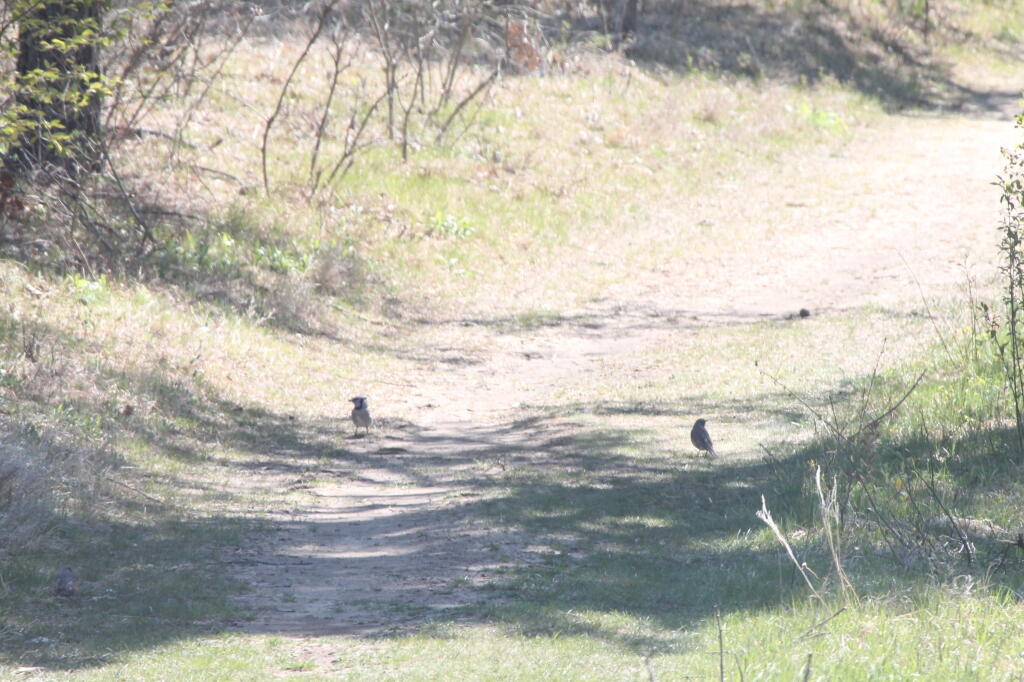 Photo: Sparrows Photo: Sparrows