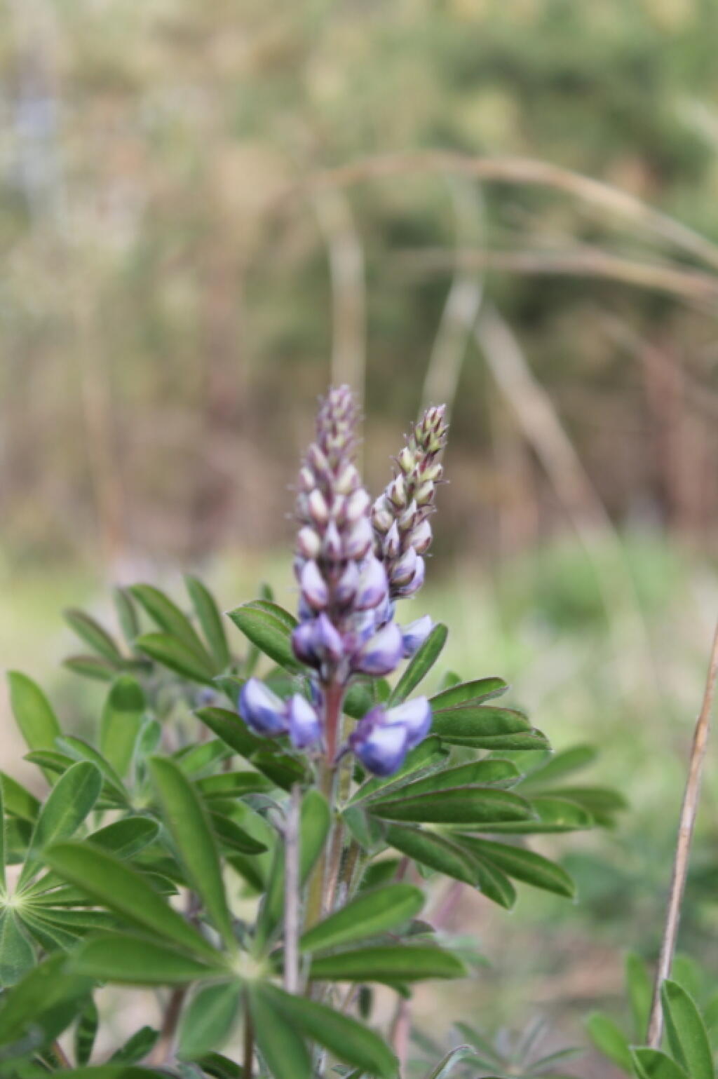 Photo: Flowering Lupine 🪻 Photo: Flowering Lupine 🪻