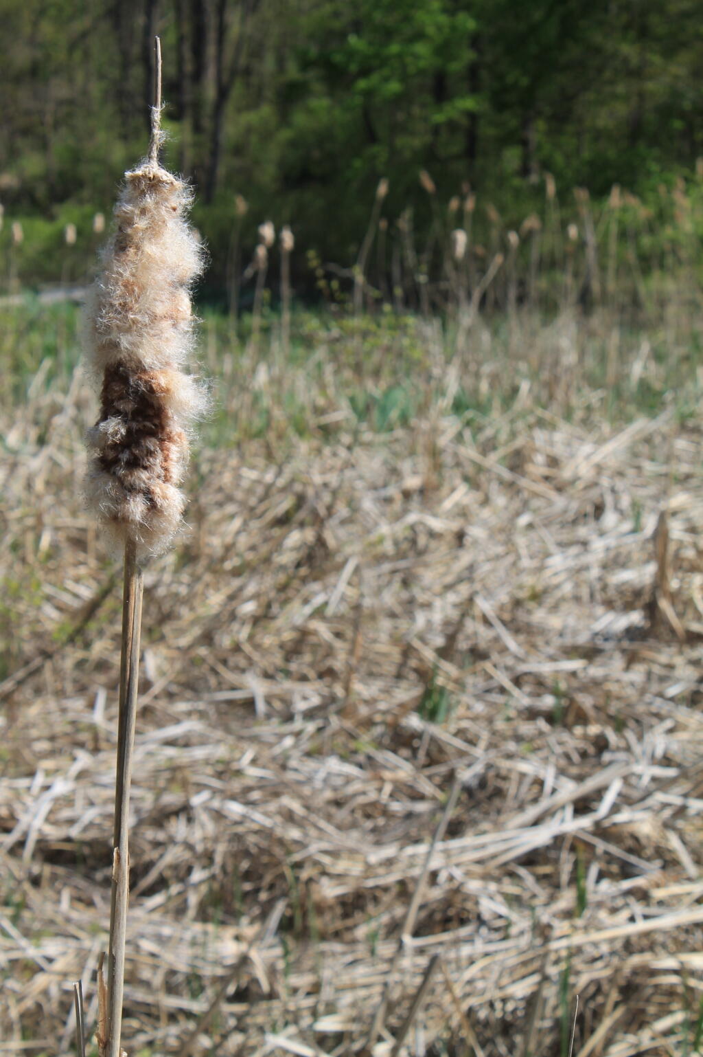 Photo: Cattail Photo: Cattail