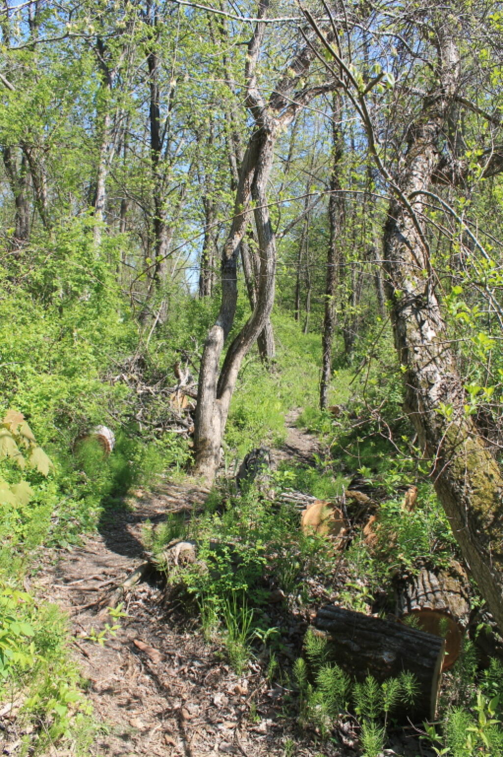 Photo: Thru the Woods Photo: Thru the Woods