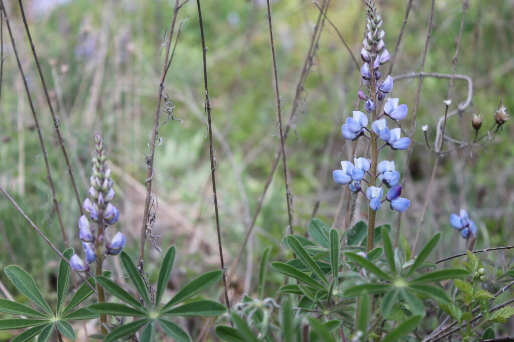 Photo: It's Lupine Season Photo: It's Lupine Season