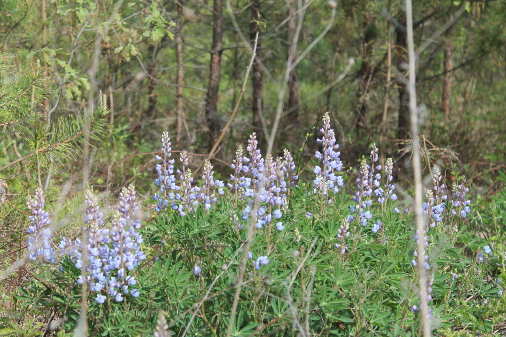 Photo: IMG 0065 Photo: IMG 0065