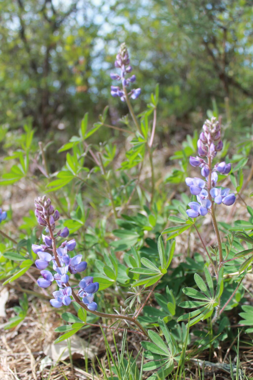 Photo: Lupine Photo: Lupine