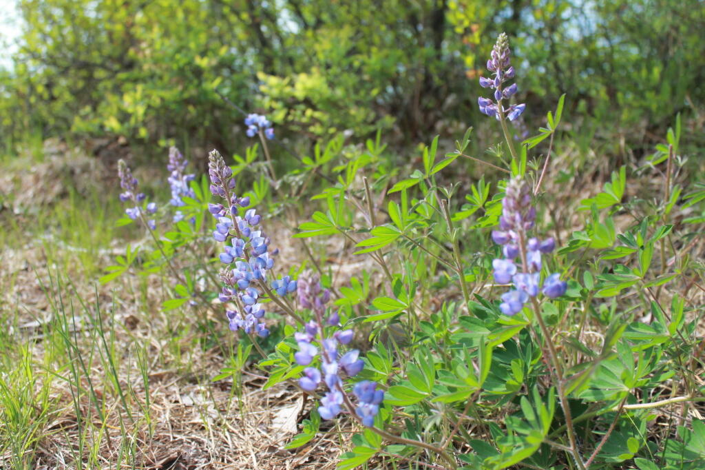 Photo: Lupine Photo: Lupine