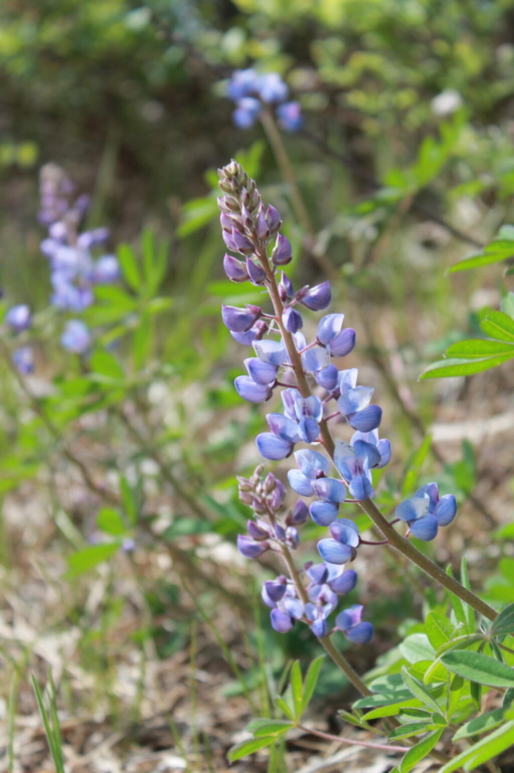 Photo: Lupine Close Up Photo: Lupine Close Up