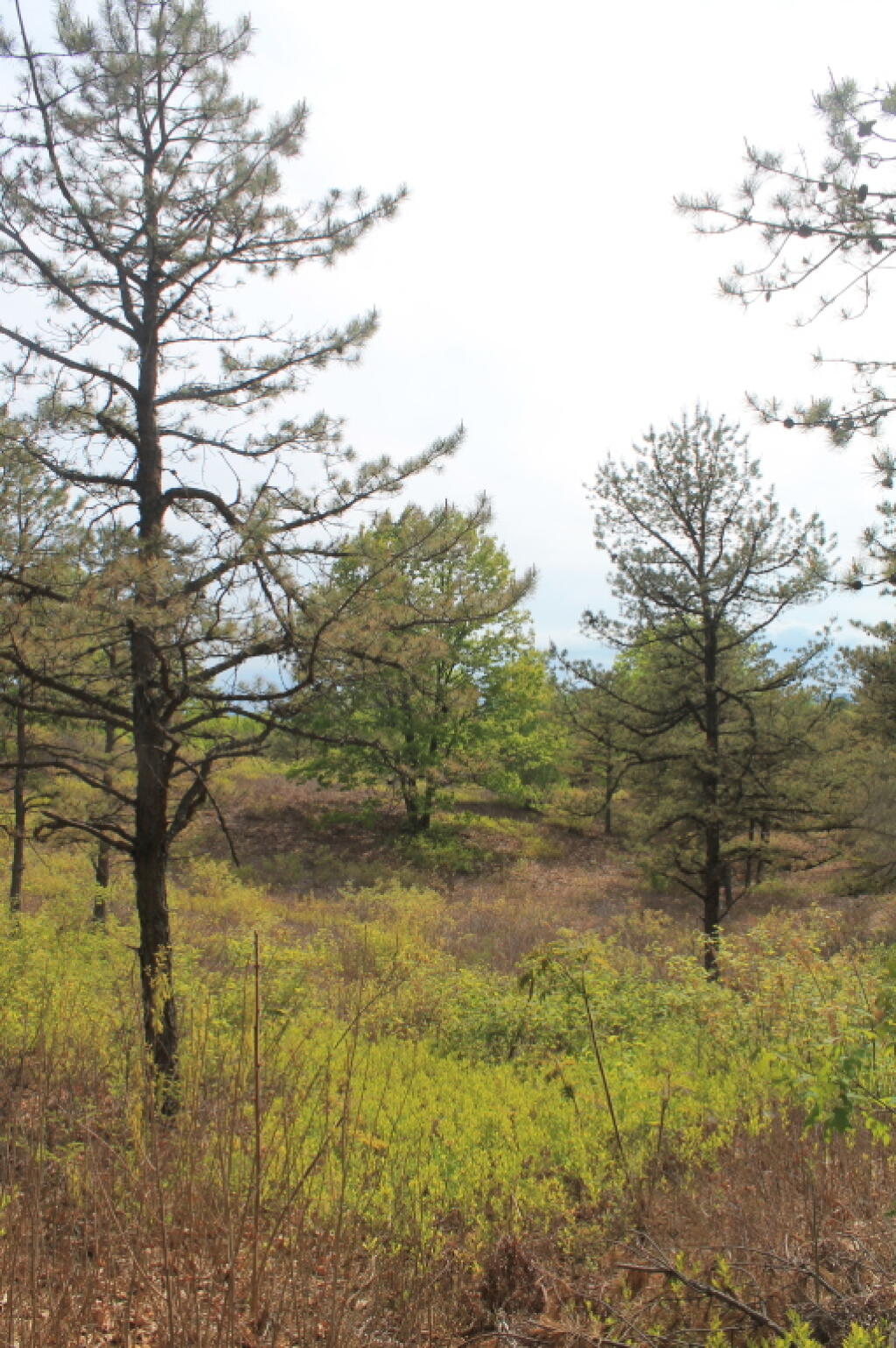 Photo: Pine Bush in Spring Near Overlook Dune Photo: Pine Bush in Spring Near Overlook Dune