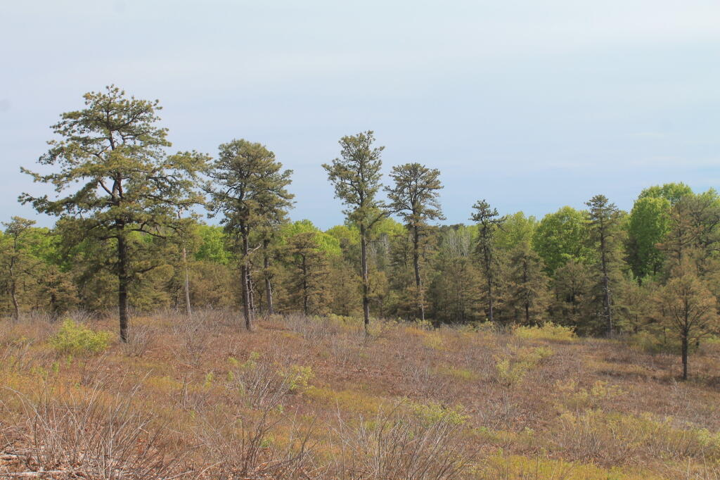 Photo: If This Was True Wilderness Photo: If This Was True Wilderness