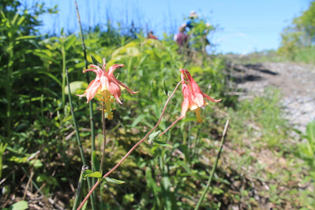 Photo: Columbine Photo: Columbine
