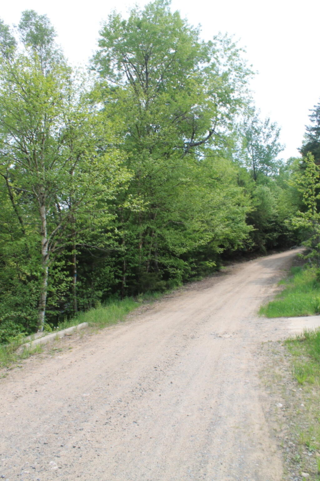 Photo: Cedar River Road Near Silver Run Photo: Cedar River Road Near Silver Run