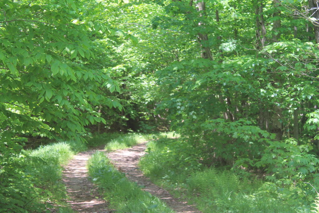 Photo: Lost Ponds Road Photo: Lost Ponds Road