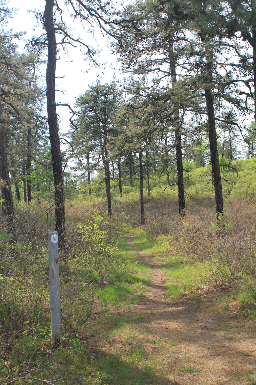 Photo: White Trail Photo: White Trail