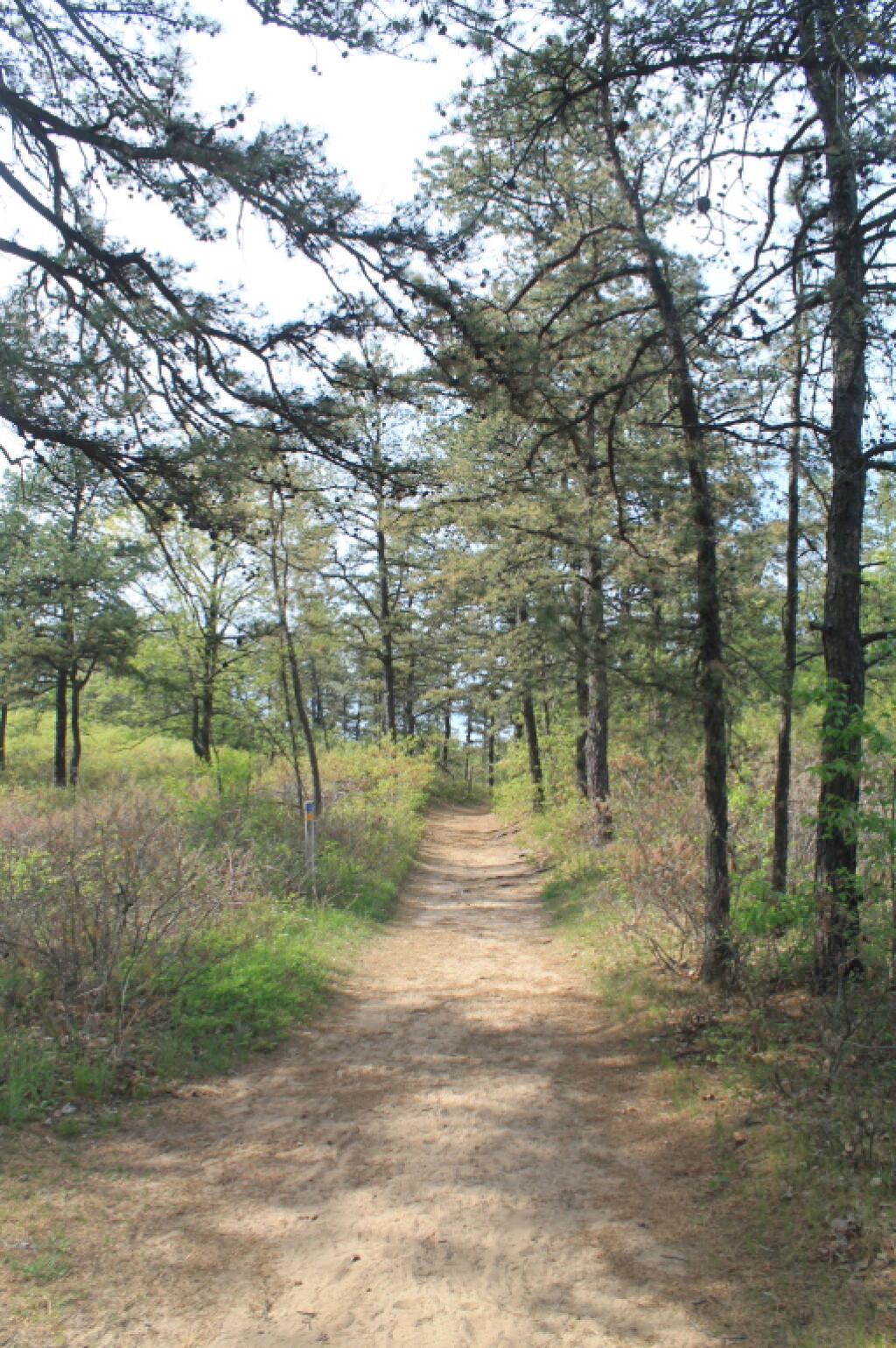 Photo: Under the Pitch Pine Photo: Under the Pitch Pine