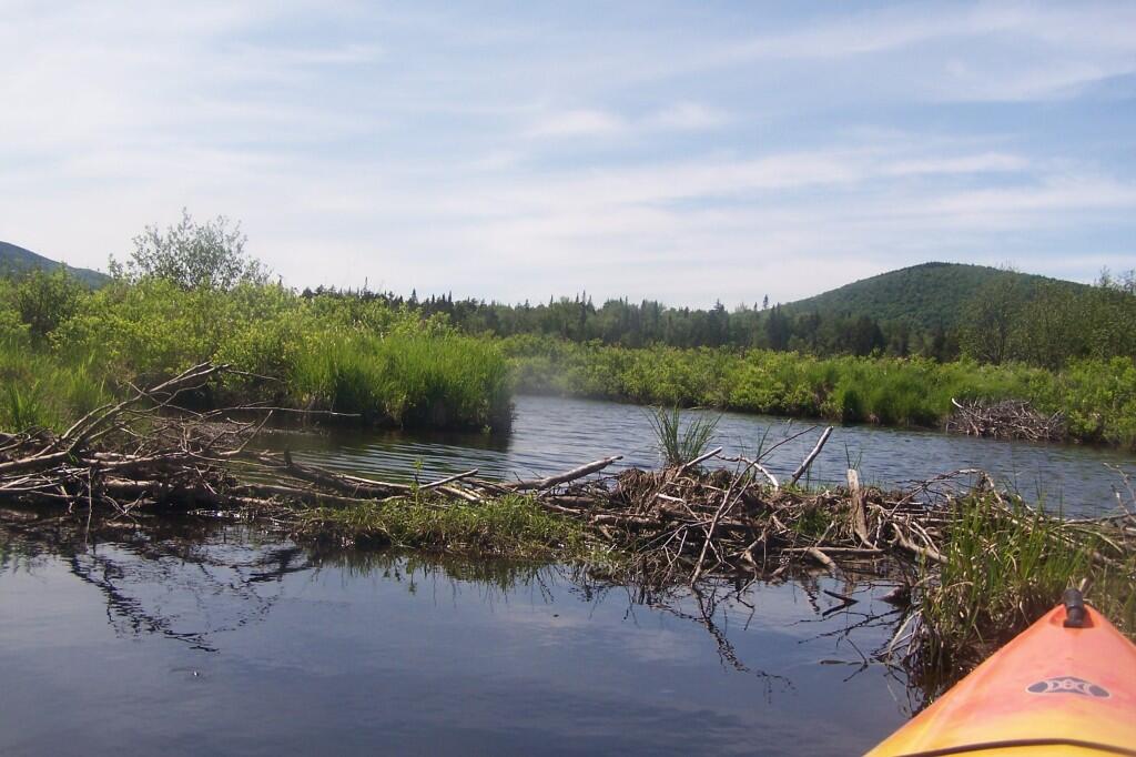 Photo: Beaver Dam on Wilson Brook Photo: Beaver Dam on Wilson Brook