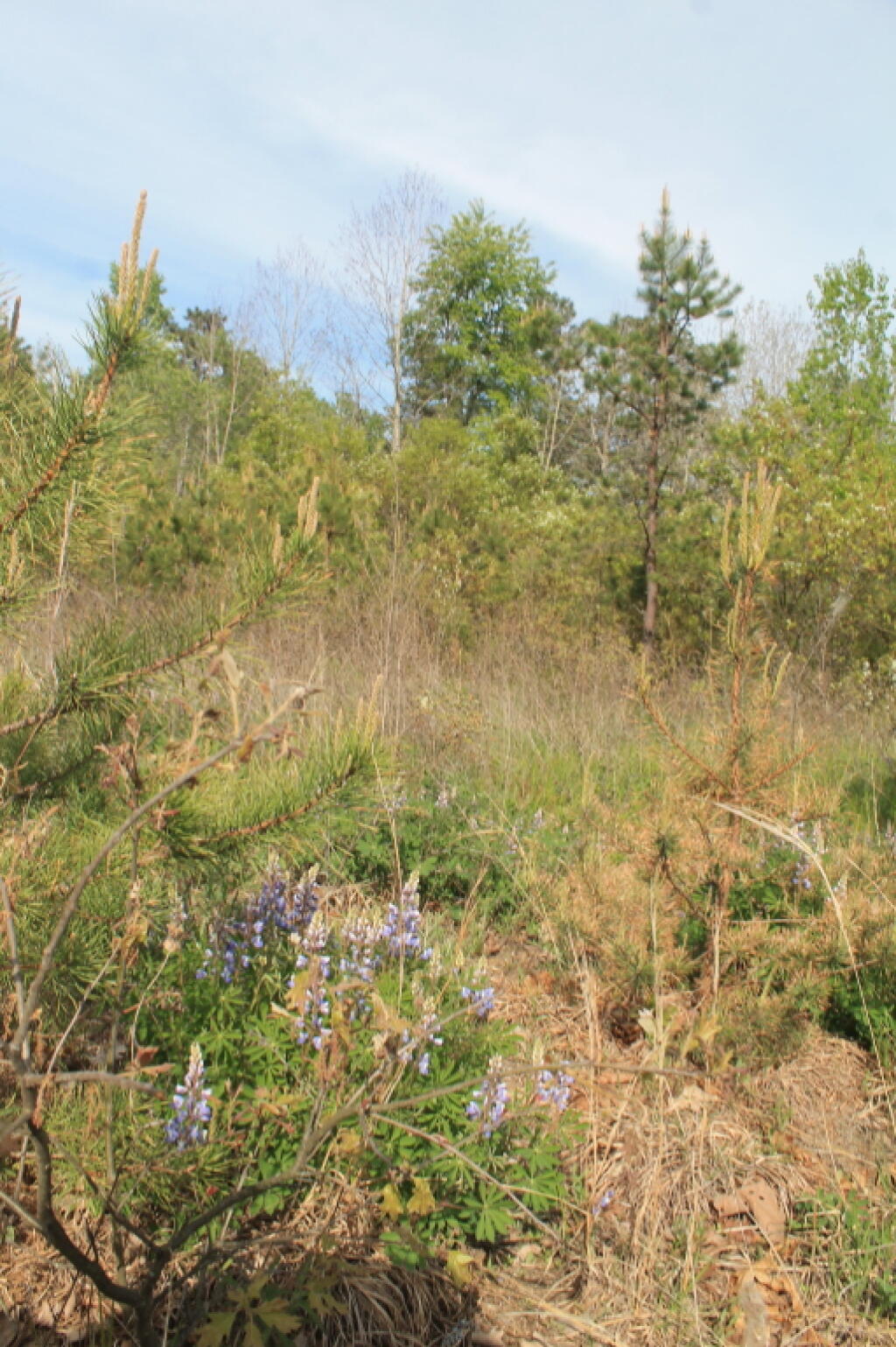 Photo: Lupine on the Yellow Trail Photo: Lupine on the Yellow Trail