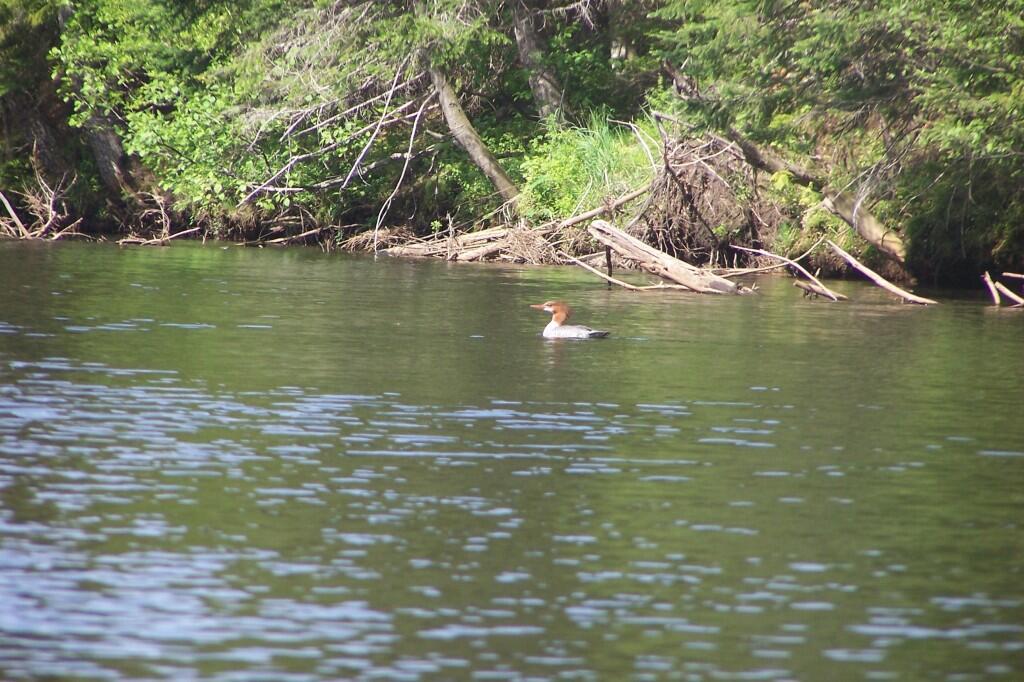 Photo: Loon Photo: Loon