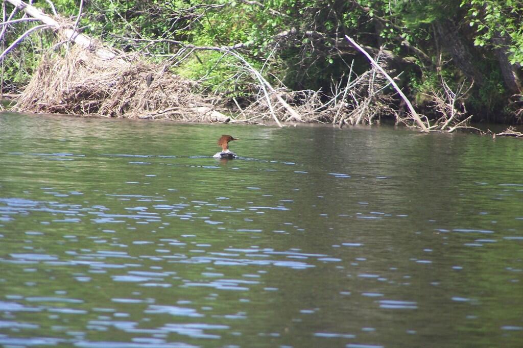 Photo: Redhead Photo: Redhead