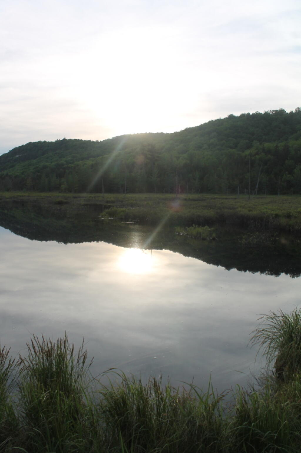 Photo: Silver Run Swamp Photo: Silver Run Swamp