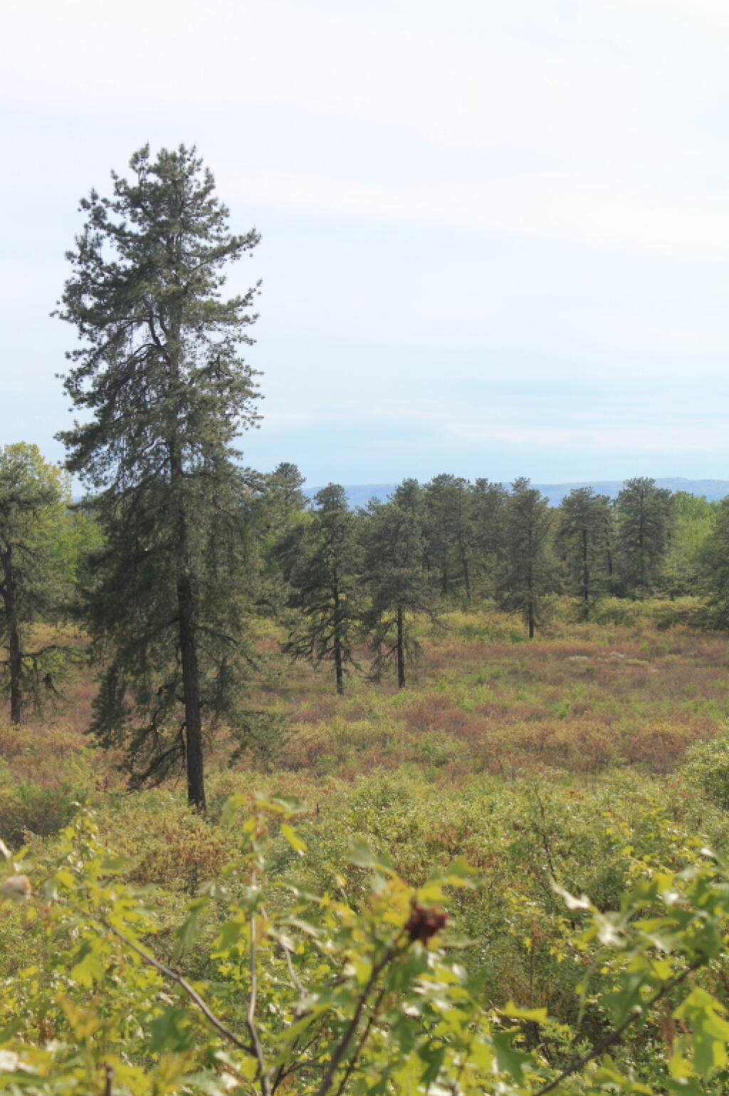 Photo: Not Much Lupine Here Photo: Not Much Lupine Here
