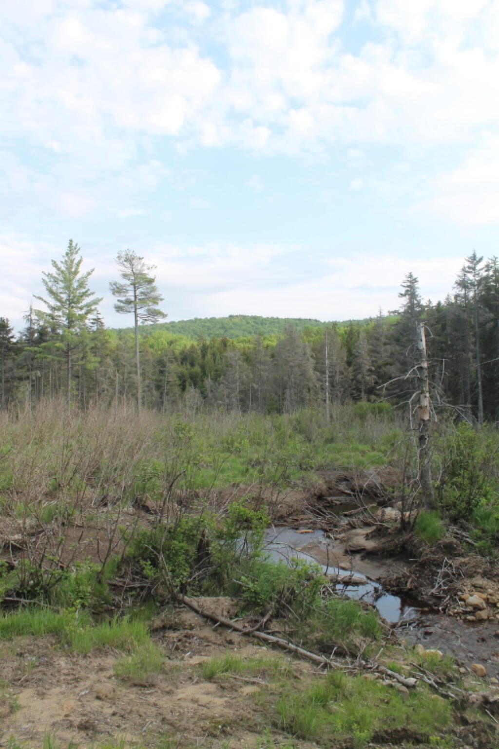 Photo: Falls Pond Outlet Photo: Falls Pond Outlet