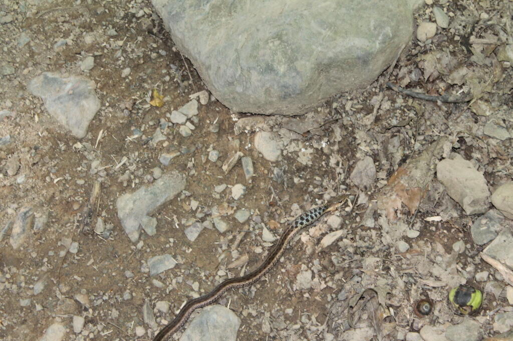 Photo: Looks Like the Snake Had A Good Lunch