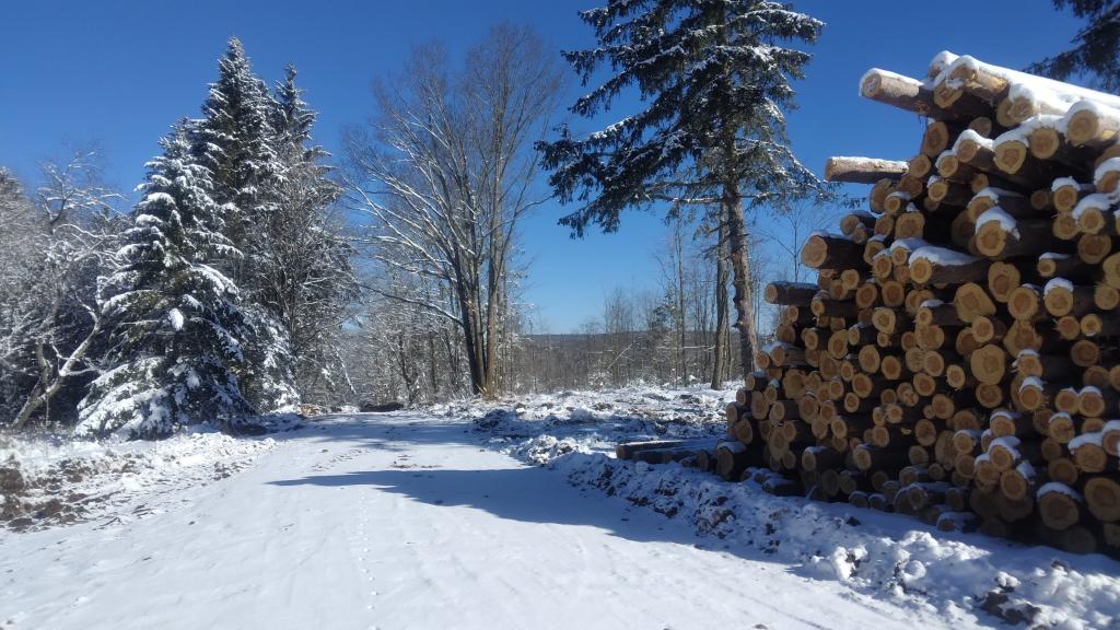 Photo: Timber Sale Photo: Timber Sale