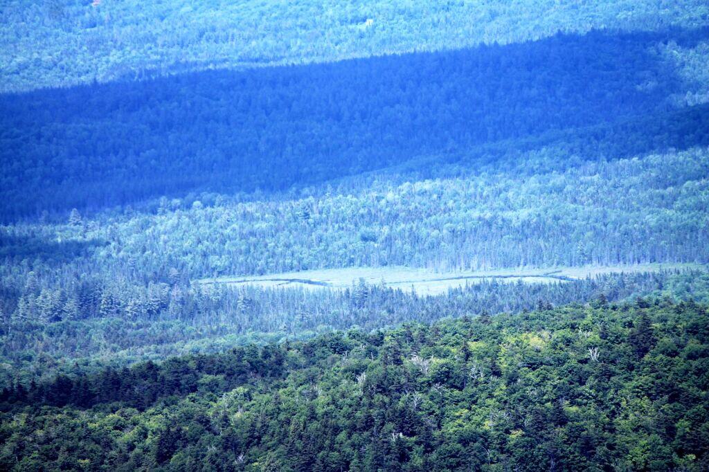 Photo: Vanderwhacker Swamp Photo: Vanderwhacker Swamp