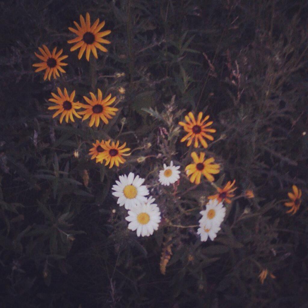 Photo: Black Eye Susans are out Photo: Black Eye Susans are out