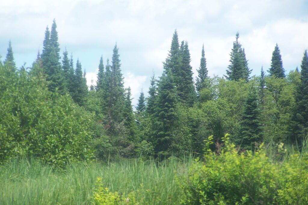 Photo: Powley Place Along Edge of Creek
