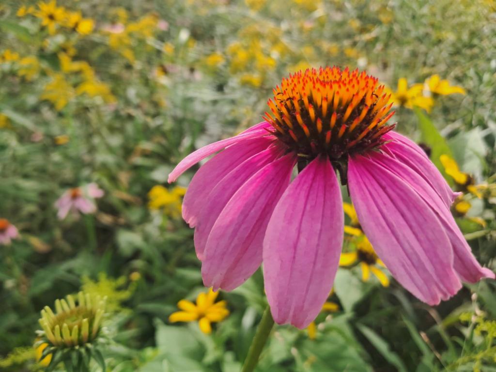 Photo: Coneflower [Expires September 5 2026]