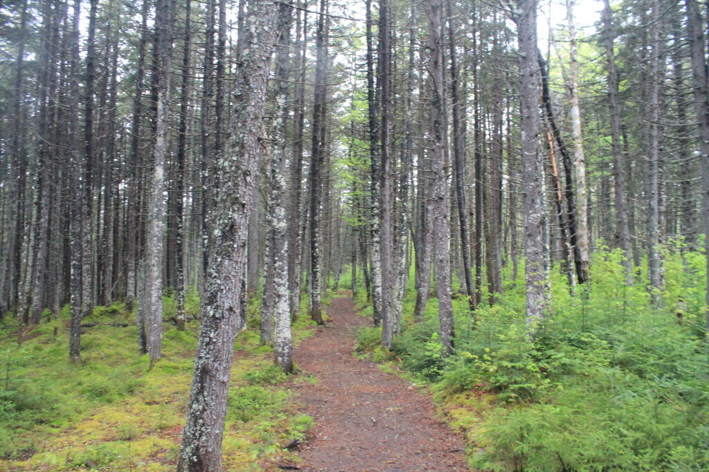 Photo: Trees By Helldiver Photo: Trees By Helldiver