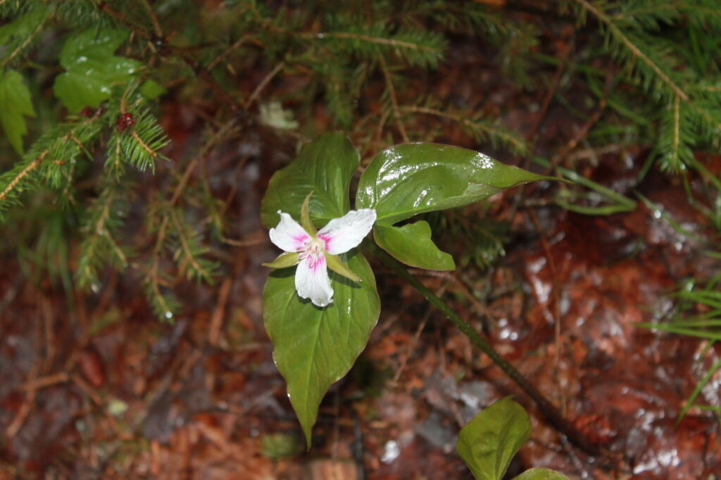 Photo: White Flower Photo: White Flower