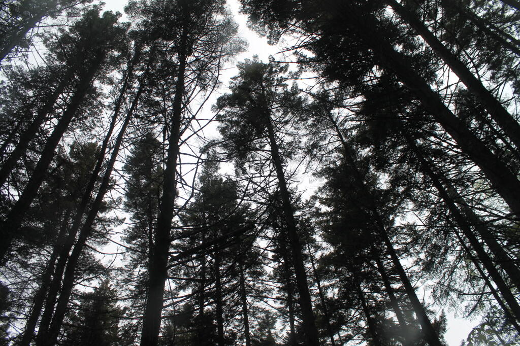 Photo: White Pines Along Helldiver Trail Photo: White Pines Along Helldiver Trail
