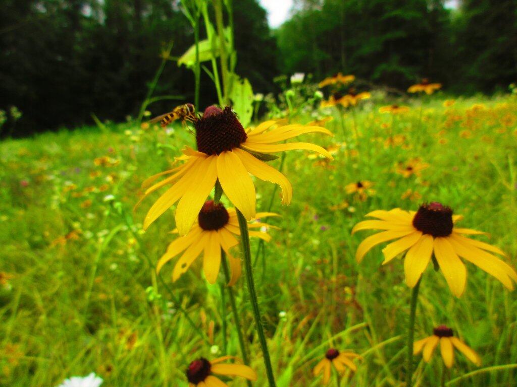 Photo: Bee Photo: Bee