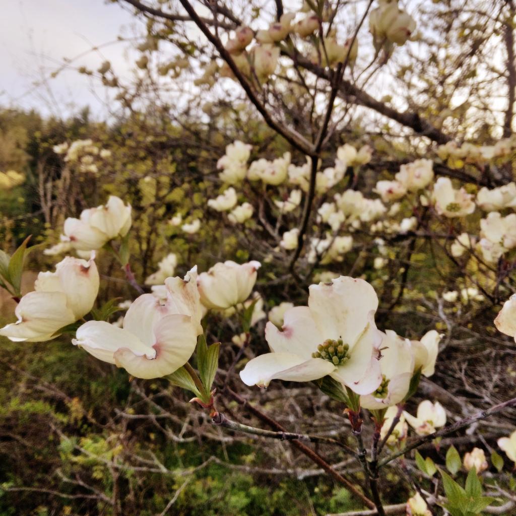 Photo: Flowering Dogwood Photo: Flowering Dogwood