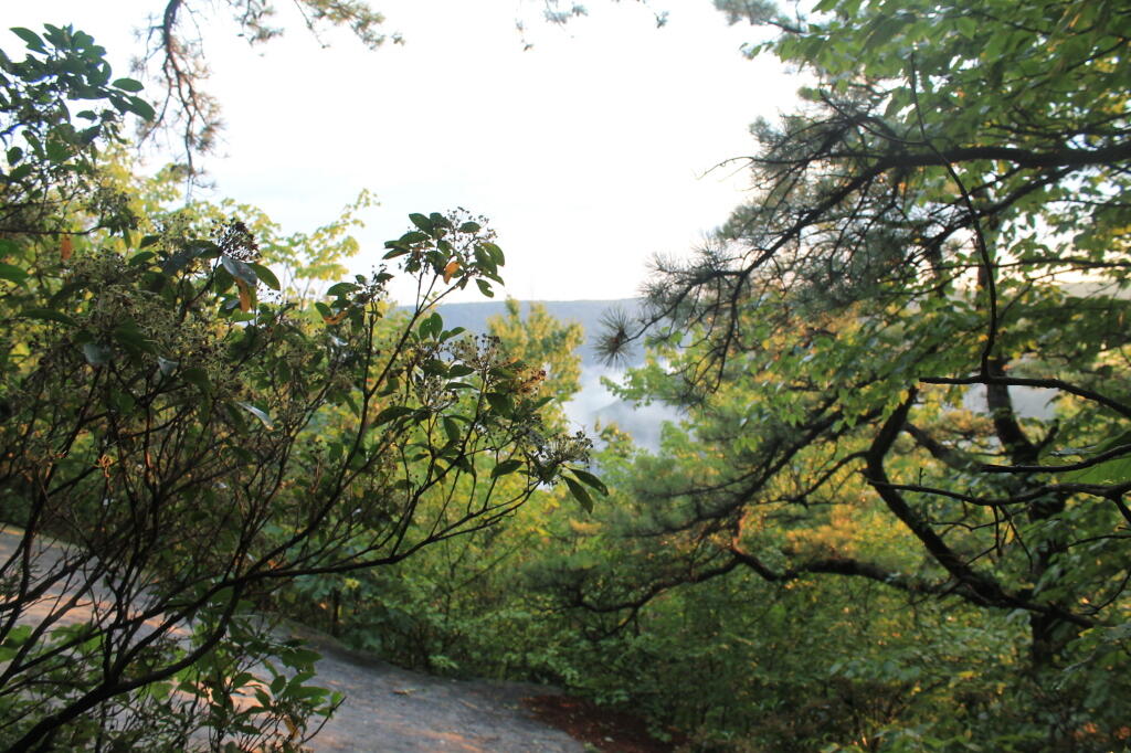 Photo: Reservior Through the Trees Photo: Reservior Through the Trees