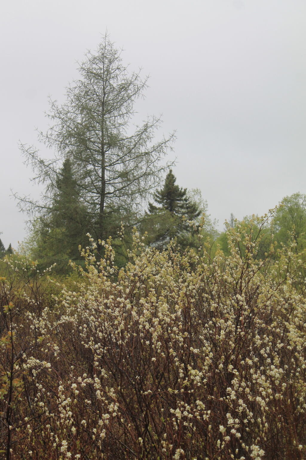 Photo: Tree Photo: Tree