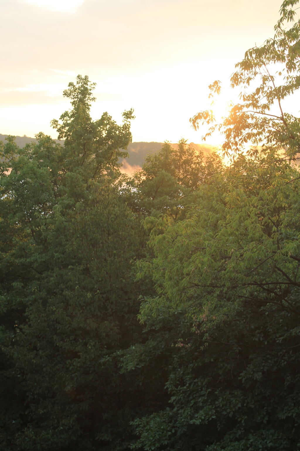 Photo: Evening Sun Photo: Evening Sun