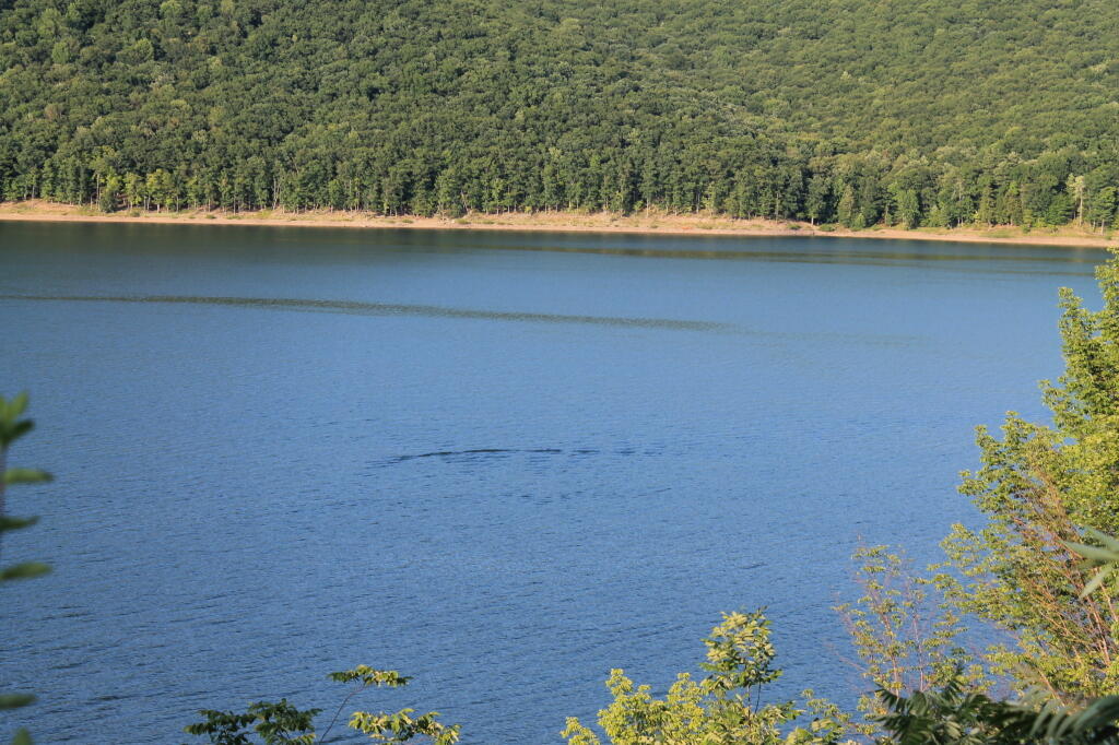 Photo: Kinzua Monster ? Photo: Kinzua Monster ?